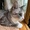 whitemixcat