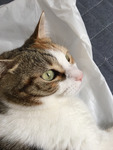 shelleymyu
