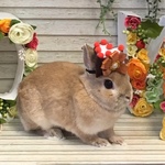 Pl