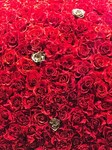 flower210