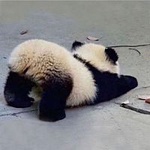 Ȃ܂邳񂳂