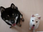 Koyun
