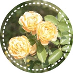 ۂނۂނ񂳂