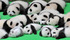 pandafulday