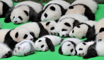 pandafulday