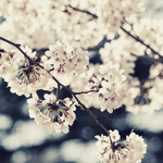 桜の花ビラさん