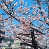 fuchiai
