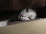 ܂낳