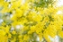 :::mimosa:::