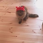 ȂȂ͂Ȃ