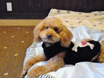 PoodlePoodle