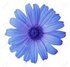 BlueDaisy