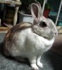 Rainabbit