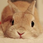 􁙂̂̂񁙁􁙂
