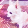 ROCO