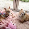 chi.ran.moko.hina