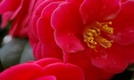 Camellia**