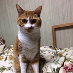 segoDon