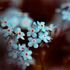 Sweetmarjoram
