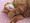 むぎ猫*さん