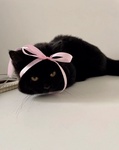 mnyan33