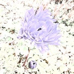 *kanna
