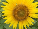 Ȃ䂫