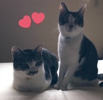 炢Ղ