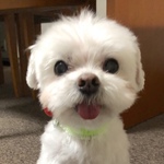邵