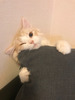 :::݂܂:::