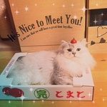 yokichi