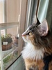 **Milla**