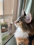 **Milla**