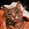 ݂݂݂[