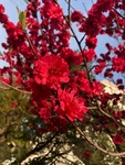 taso_hgdn