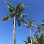 sorarara