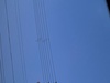 sato
