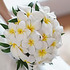 Plumeria*