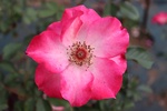 ŖȂ