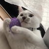 邿񂾂悳