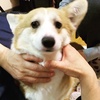 junkosaan