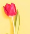 Happym