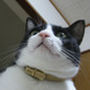 Petit@Chat