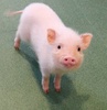 Ȓ