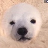 ӂЂꂳ񂳂