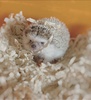 Haru0113