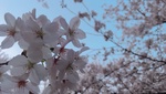 Peach0912
