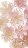 cottoncandy@