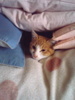 qq񂳂