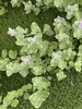 asaki077